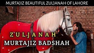 Zuljanah Murtajiz Badshah Lahore | Hourse Of Imam Hussain Murtajiz | Zuljanah Vlog