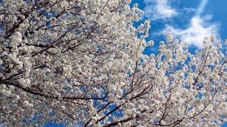 New Missouri program helps get rid of invasive pear trees