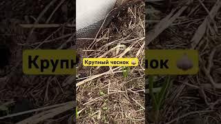 #чеснок #крупныйчеснок посадил и забыл #не копаю