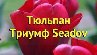 Тюльпан триумф Седов. Краткий обзор, описание характеристик tulipa triumph Seadov