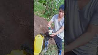 Talong second batch #farming #nocopyrightmusic #talong #nature