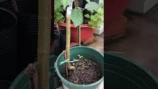 The Growth Journey of Fig Trees: The Joy of Planting | Episode 471