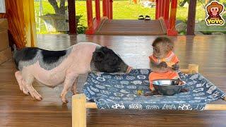 Ủn Ỉn piglet run away from home when Monkey YiYi eat all his food
