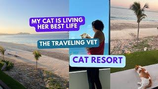 cat resort | VIPets #cat #animal #dog #vipets