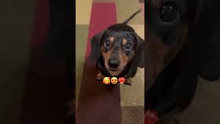 Falling!️‍ #dog #doglover #dachshund #sausagedog #foryou #animals #shorts