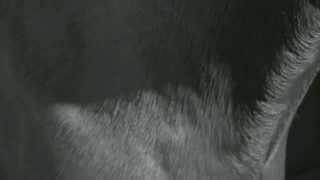 Syndrome "Now And Forever" (official videoclip)