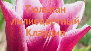 Тюльпан лилиецветная Клаудия (tulipa tyulpan)  Клаудия обзор: как сажать, луковицы тюльпаны Клаудия