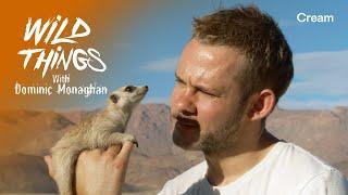 Dom Makes A Meerkat Friend | Wild Things with Dominic Monaghan | Namibia (Season 1 Episode 4)