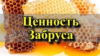 Ценность забруса!   Забрус кому можно кушать?