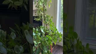 Small Indoor Plants For Living Room | Kanishka Hi-Tech Nursery | Greater Noida