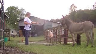 Donkey Driving Training Series, Groundwork, Puddle Crossing