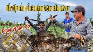 Bắt Được Cặp Rắn Hổ Hèo Nặng 3.5kg Về Hầm Xả Nhậu Lai Rai.LPQT#105