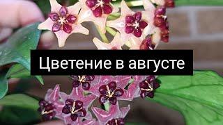 цветение в августе