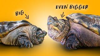 Massive Obese Turtle Dwarfs Most Recent Rescue at Garden State Tortoise!