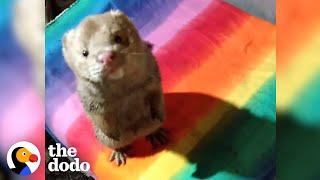 Rescue Mink Loves Diving In His Swimming Pool | The Dodo