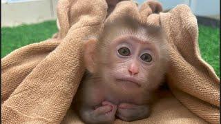 Baby Monkey | The Process of Adopting and Caring for Monkey Little Lucky