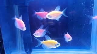 SMALL AQUARIUM WITH CUTE GOLDFISH @KIMAROTV
