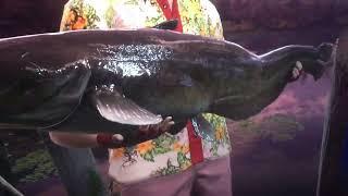 Call of the wild the angler diamond Amur Catfish hotspot