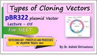 pBR322 Plasmid Cloning Vector | Types Of Cloning Vectors | Tools Of Recombinant DNA Technology |NEET