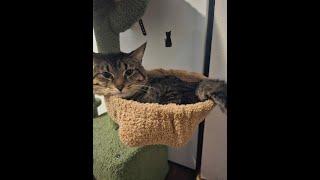 NEW CAT CAM SETUP!! // CATS // FEEDING // CAT TREE #cat
