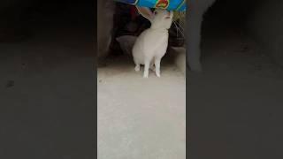 #trending#happyrabbit#cuteanimal#subscribe#youtubeshorts#mychannel#shorts#rabbitt#mybunny#viral