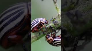 Colorado potato beetles, plant pest, insects vermin  Colorado #shorts Insects Videos Channel