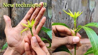 Mango grafting new technique !! with young scion | How to graft mango tree #grafting