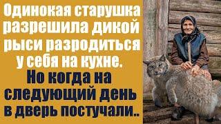 Одинокая старушка разрешила дикой рыси разродиться у себя на кухне. Но когда на следующий день...