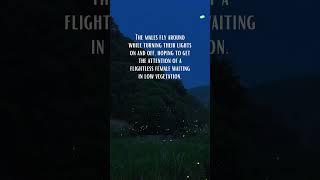 Fun Facts About FIREFLIES!