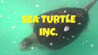 Sea Turtle Inc. tour