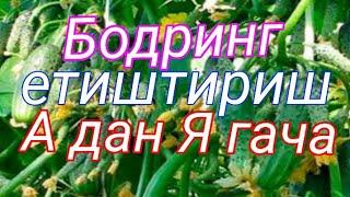 Бодрингни  кандай угитлар билан озиклантириш керак ва уларнинг микдори