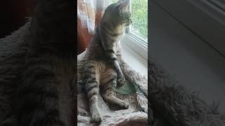 Оце Пончик сидить️ #animal #cat #cute #котики #смішнікоти