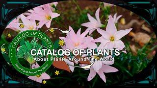 Zephyranthes Robusta (Herb.) Baker | Flowering Plants |  Panama |