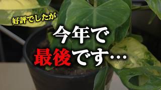 あのお店が閉店…、最後の爆買いをしてきました（泣）【観葉植物】