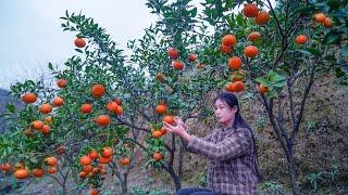 How to Extract the Shining Orange Color with Boiling Water?