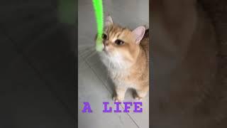 A life of cats