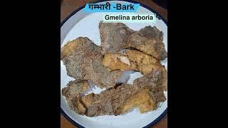 identification of bark#dravya guna # plz subscribe to my youtube channel for more updates