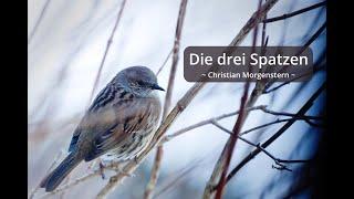 Die drei Spatzen - Christian Morgenstern | Gedicht zum Lauschen