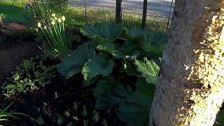 Out In The Garden & Companion Planting