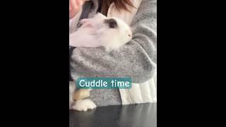 Make sure that your pet has enough love and affection #rabbit #rabbitvideo