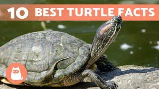 10 FACTS About TURTLES You Probably Didn't Know 