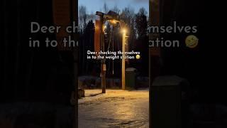 Deer self check-in at the weight station  #deer #nature #outdoors #wildlife #deerhunting #shorts