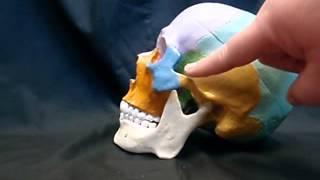 zygomatic arch