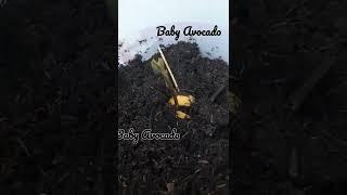 How grow up Avocado#Anwachsende Avocado#Im Eimer