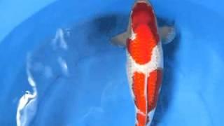 Yagenji Koifarm, Sansai Female Gr Kohaku II Koi Ornafish Japan Co.,Ltd