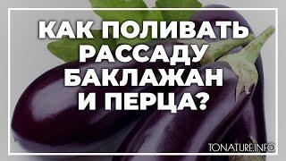 Как поливать рассаду баклажан и перца? | toNature.Info