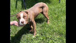 We knew it was Parvo... - Stray Rescue of St.Louis