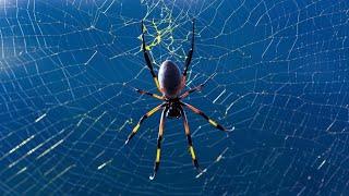 SÉBOGNON NOUGNIN : Le secret de toile d'araignée