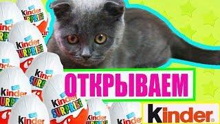 Котенок Баттерс открывает Киндер Сюрприз и собирает коллекцию игрушек