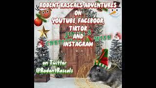 Rodent Rascals Adventures family of Hamsters Guinea Pigs and Rats